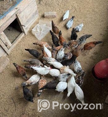 মুরগি বিক্রি হবে