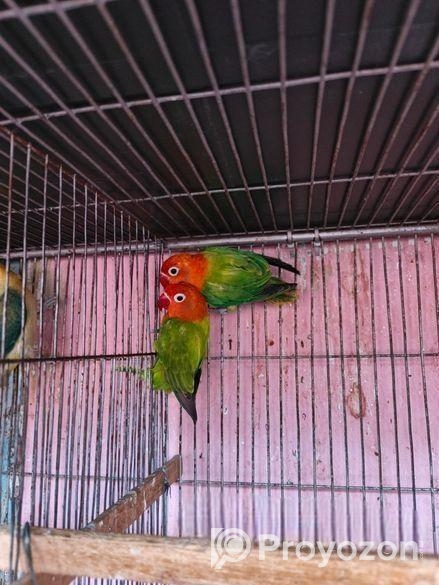 New adal Love bird