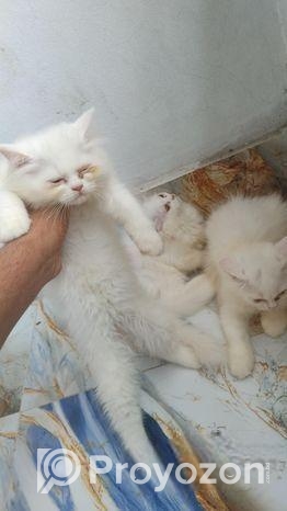 Parsian Female Cat
