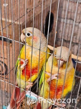 pineapple conure running pair
