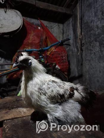 ছিল্কি মুরগি