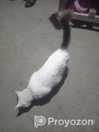 Cat For Sale