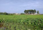 জমি বিক্রয়।