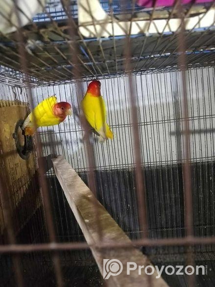 লাভ বার্ড পাখি সেল করা হবে