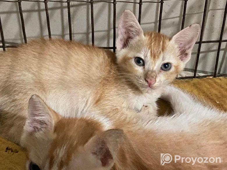 দেশি বিড়াল Adoption