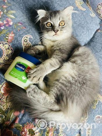 Pure Persian Cat