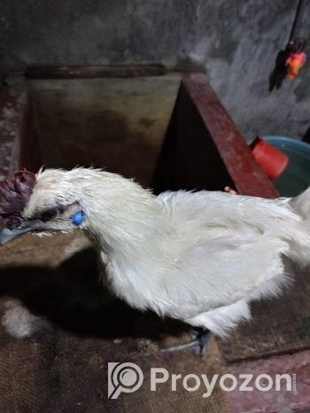 ছিল্কি মুরগি