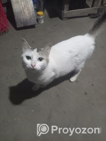 Cat For Sale