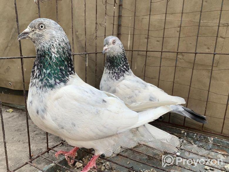Running Pair