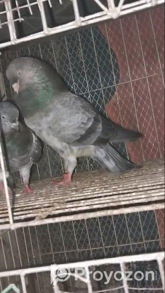 কবুতর বিক্রি করব