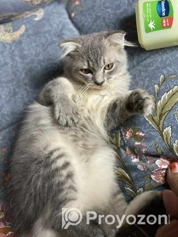 Pure Persian Cat