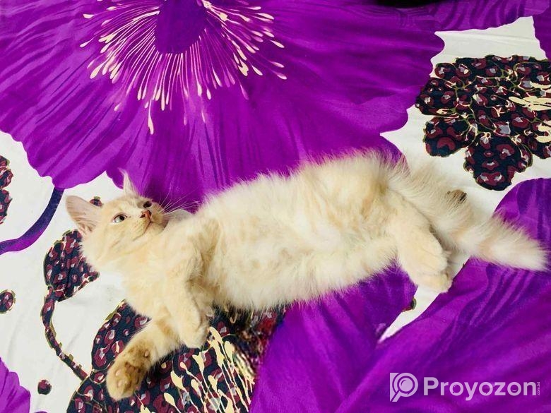 Persian Cat