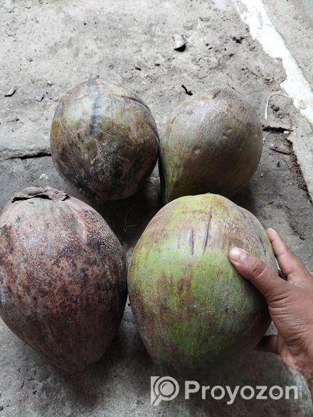 বড় সাইজের নারকেল বা মাঝারি সাইজের নারকেল