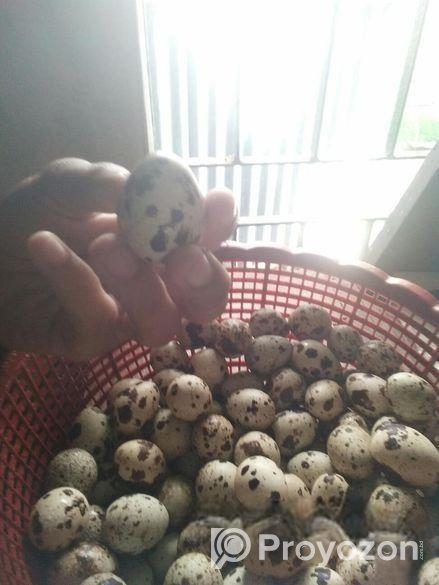 Quail Egg
