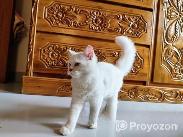 Traditional Persian