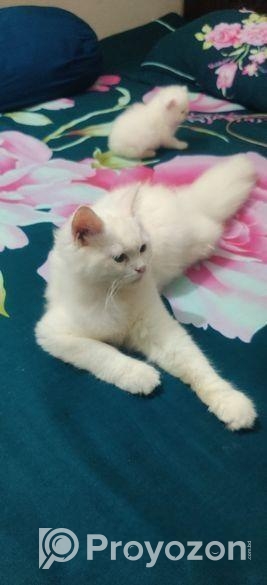 Cat For Sell