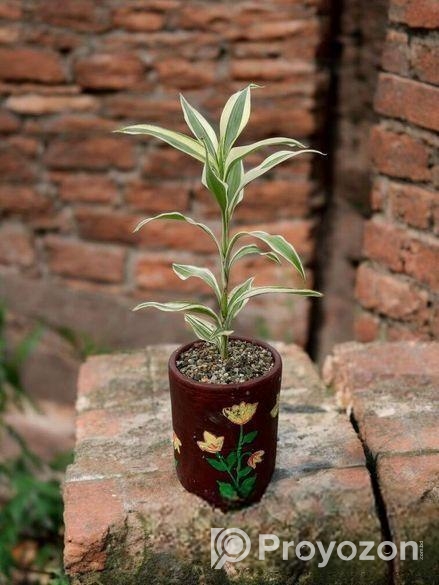 Best Indoor Plants