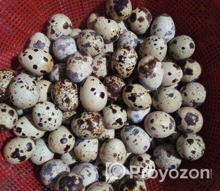কোয়েল পাখির ডিম।