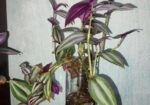 ট্রেডসক্যান্টিয়া জেব্রিনা (Tradescantia zebrina)
