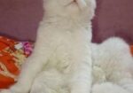 pure pursian cat