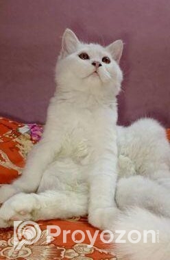 pure pursian cat