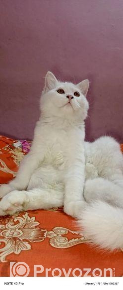 pure pursian cat