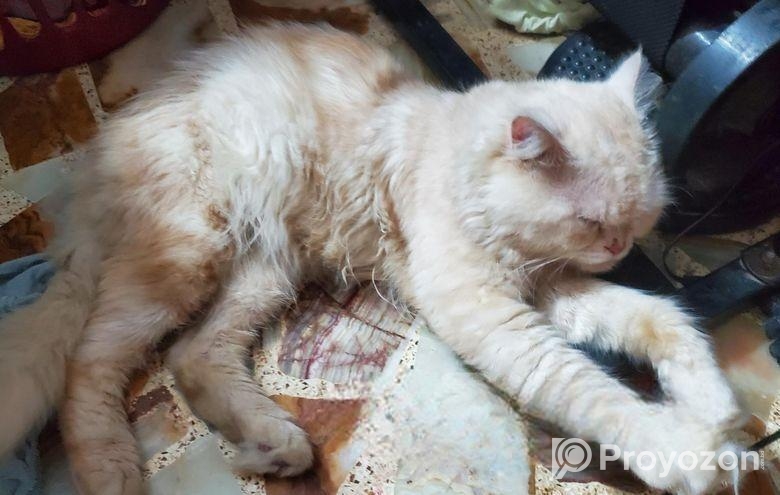 Male Cat