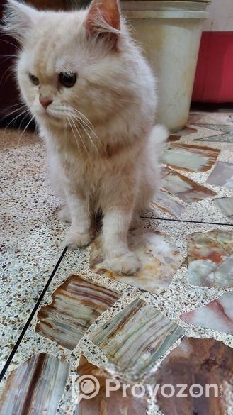 Male Cat