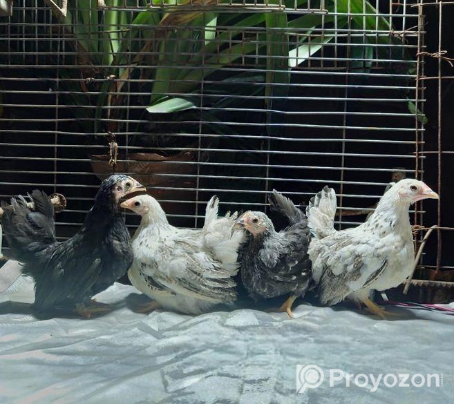Japanese Bantam