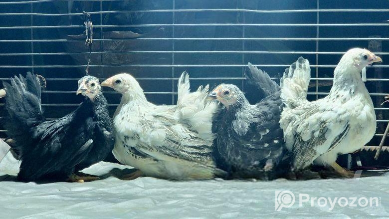 Japanese Bantam