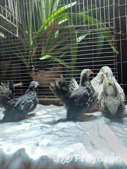 Japanese Bantam