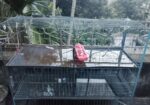 Pigeon case