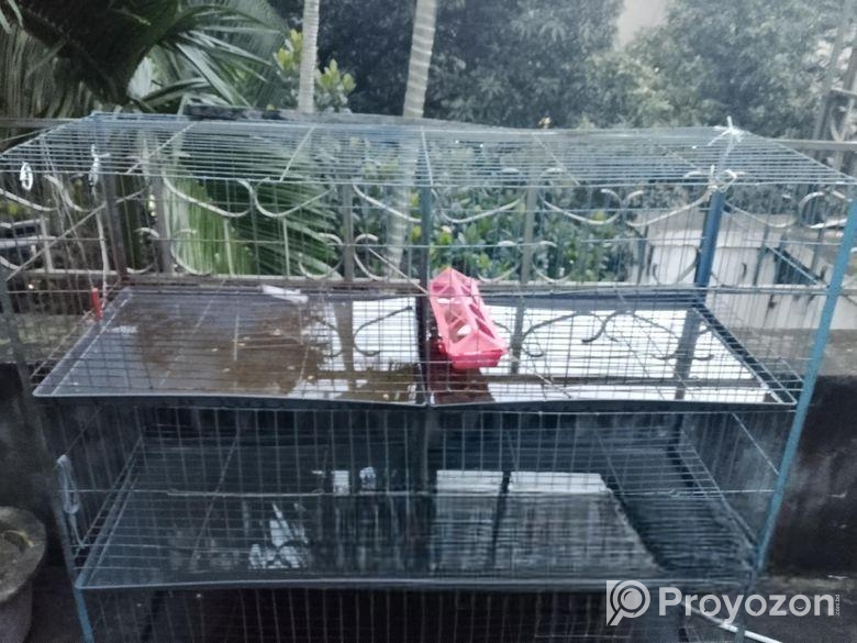 Pigeon case