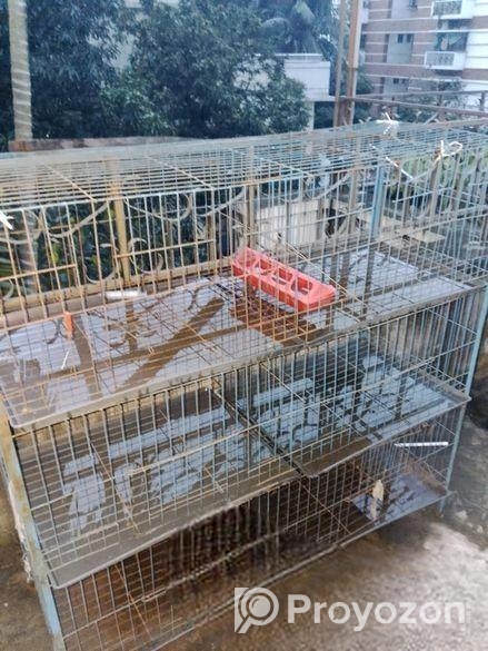 Pigeon case
