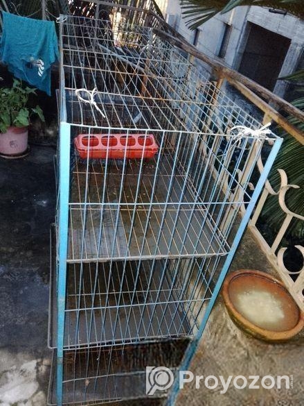 Pigeon case