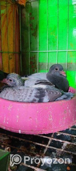 সবজি রেসার ও মাক্সি বেবি