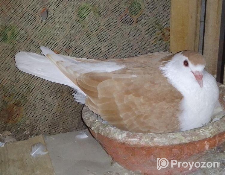 কবুতর