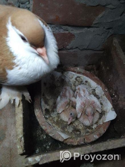 কবুতর