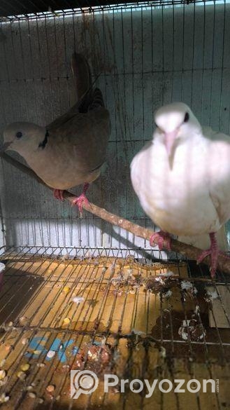Running Australian White Dove