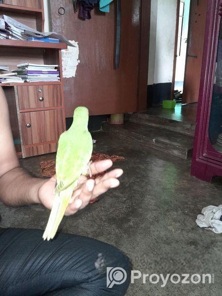 পাখি বিক্রি হবে