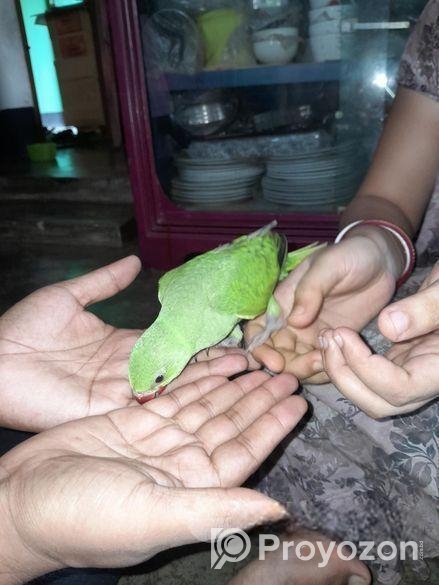 পাখি বিক্রি হবে