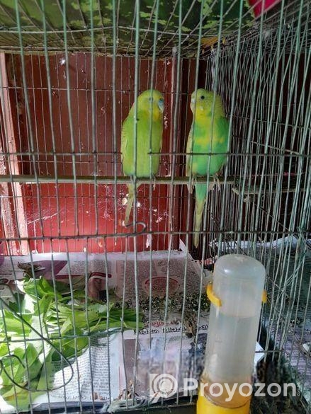 Bird Sell