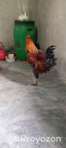 আমেরিকান ব্রাহামা