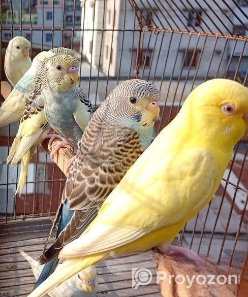 বাজিগর পাখি ( Budgerigar bird )