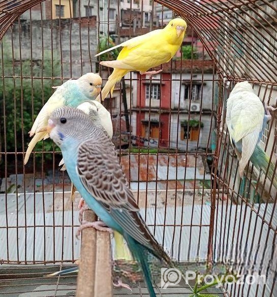 বাজিগর পাখি ( Budgerigar bird )