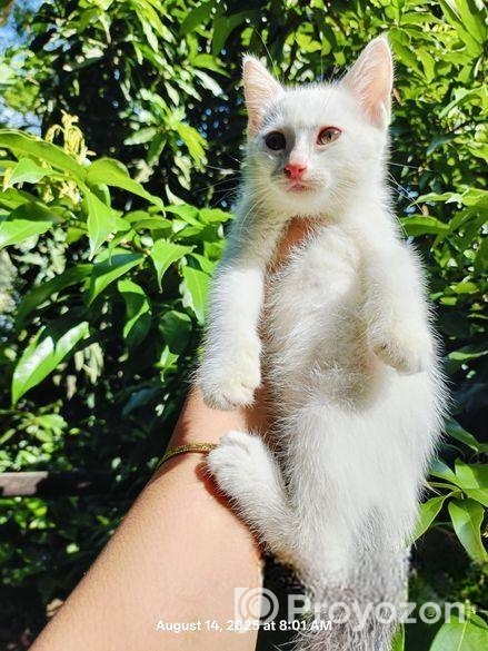 Cat Sell
