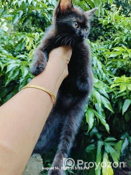 Cat Sell