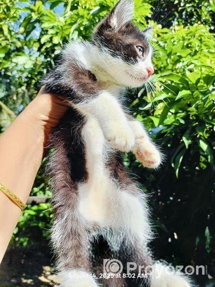 Cat Sell