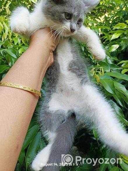 cat Sell