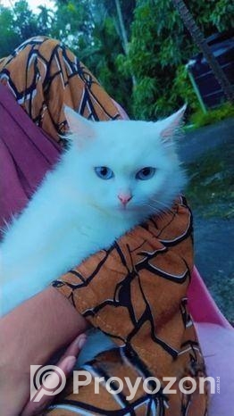 Persian Cat Blue Eyes(female)